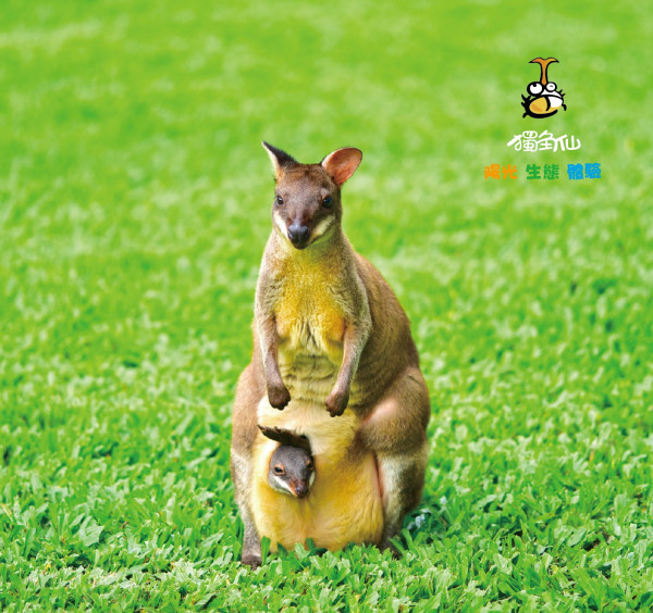 🦘 四連拍 小袋鼠寶寶在媽媽袋子裡😍