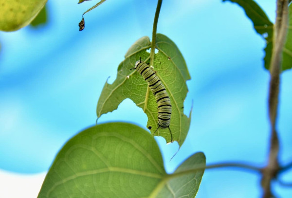 台灣最大保育的黃裳鳳蝶