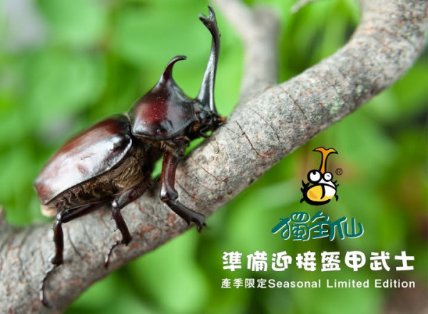 夏日限定！森林裡的盔甲武士，正式登場