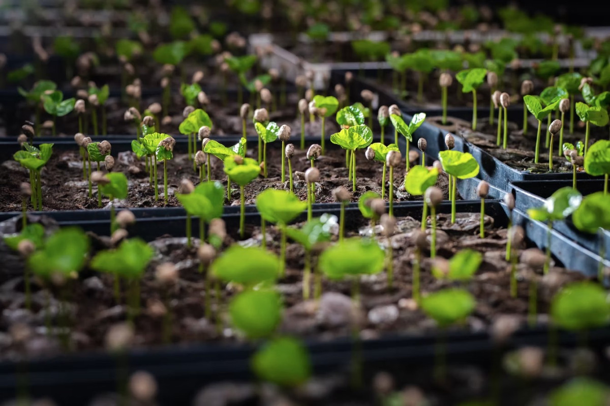 哥倫比亞 克菈菈莊園 紫醉金迷 葡萄蜜處理 Colombia Villa Clara Lush Crush Grape Honey