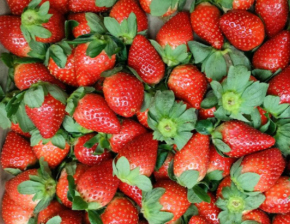 (限時限採/1150228止)【FReeGO鮮採天天直送系列/大湖草莓】新鮮大湖草莓1號/2號/3號/4號(免運:一箱宅配低溫/限本島非偏遠/無超取)《果園直送/年度專案/專為草莓迷準備》