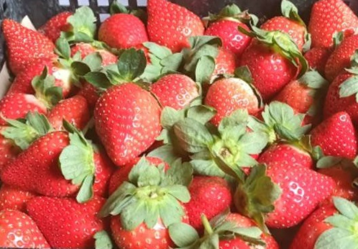 (限時限採/1150228止)【FReeGO鮮採天天直送系列/大湖草莓】新鮮大湖草莓1號/2號/3號/4號(免運:一箱宅配低溫/限本島非偏遠/無超取)《果園直送/年度專案/專為草莓迷準備》