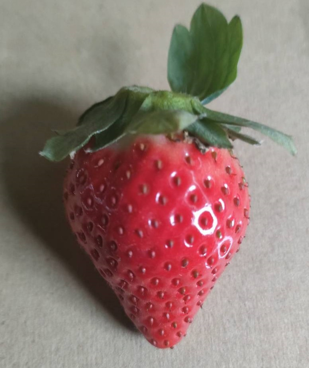 (限時限採/1150228止)【FReeGO鮮採天天直送系列/大湖草莓】新鮮大湖草莓1號/2號/3號/4號(免運:一箱宅配低溫/限本島非偏遠/無超取)《果園直送/年度專案/專為草莓迷準備》