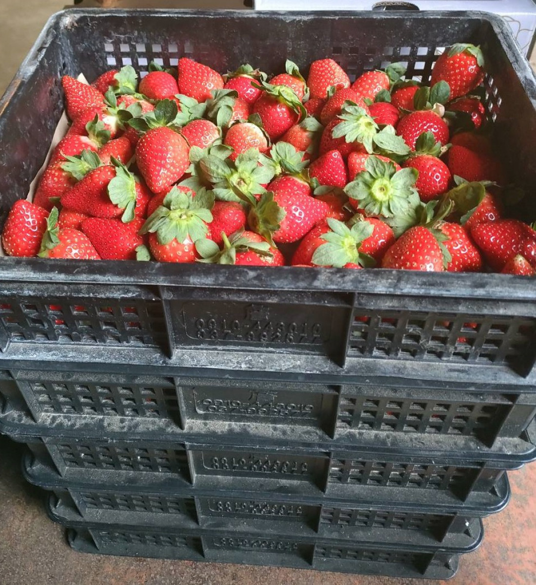 (限時限採/1150228止)【FReeGO鮮採天天直送系列/大湖草莓】新鮮大湖草莓1號/2號/3號/4號(免運:一箱宅配低溫/限本島非偏遠/無超取)《果園直送/年度專案/專為草莓迷準備》