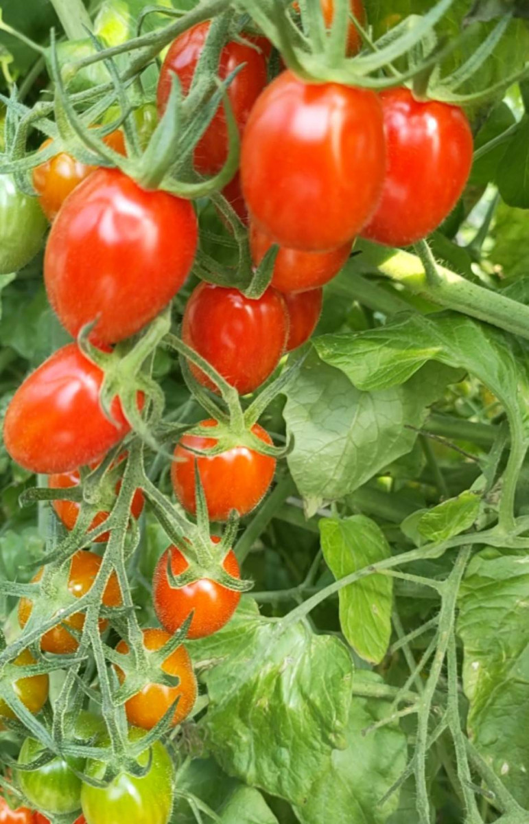 (限時限採/1150430止)【年度契作/熊蜂自然授粉/甘蔗有機肥/海風鹹份滋養/溫室栽培真正皮薄汁多甜度高】樂福精選溫室熊蜂授粉玉女小番茄 (一箱免運:請注意配送分常溫及冷藏)《600gx10盒》