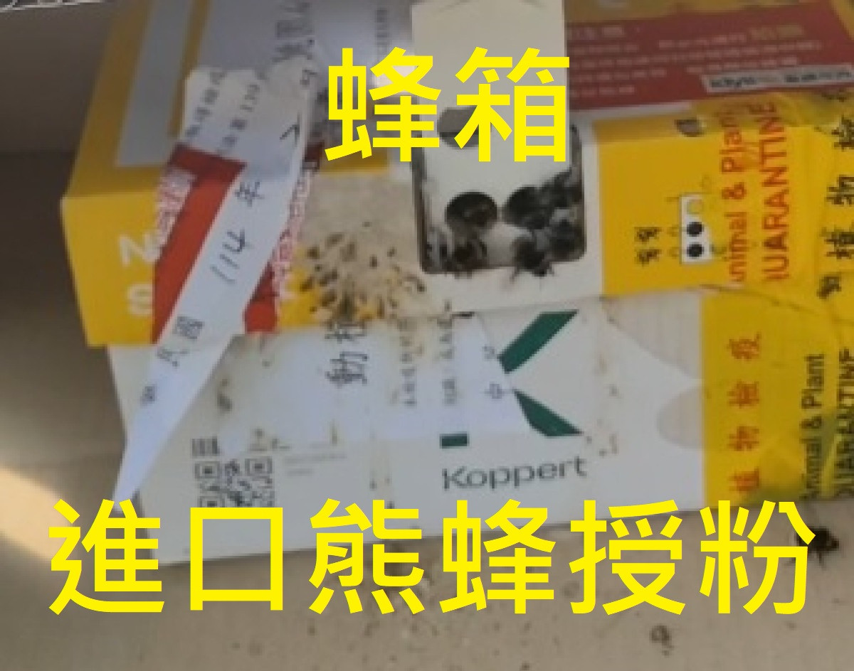 (限時限採/1150430止)【年度契作/熊蜂自然授粉/甘蔗有機肥/海風鹹份滋養/溫室栽培真正皮薄汁多甜度高】樂福精選溫室熊蜂授粉玉女小番茄 (一箱免運:請注意配送分常溫及冷藏)《600gx10盒》