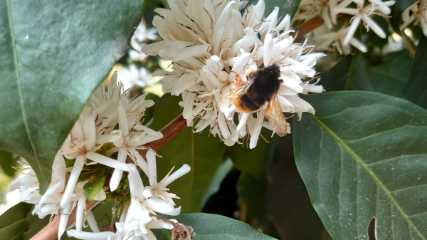 咖啡花上的熊蜂