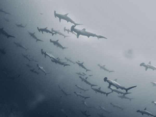 神子元島鎚頭鯊潛水