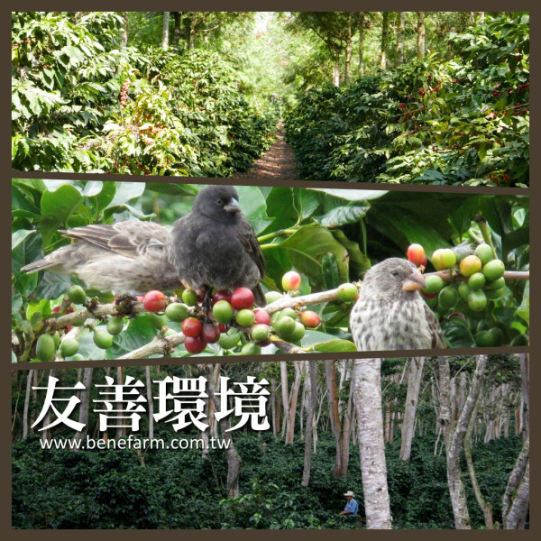 精選世界各地友善環境咖啡